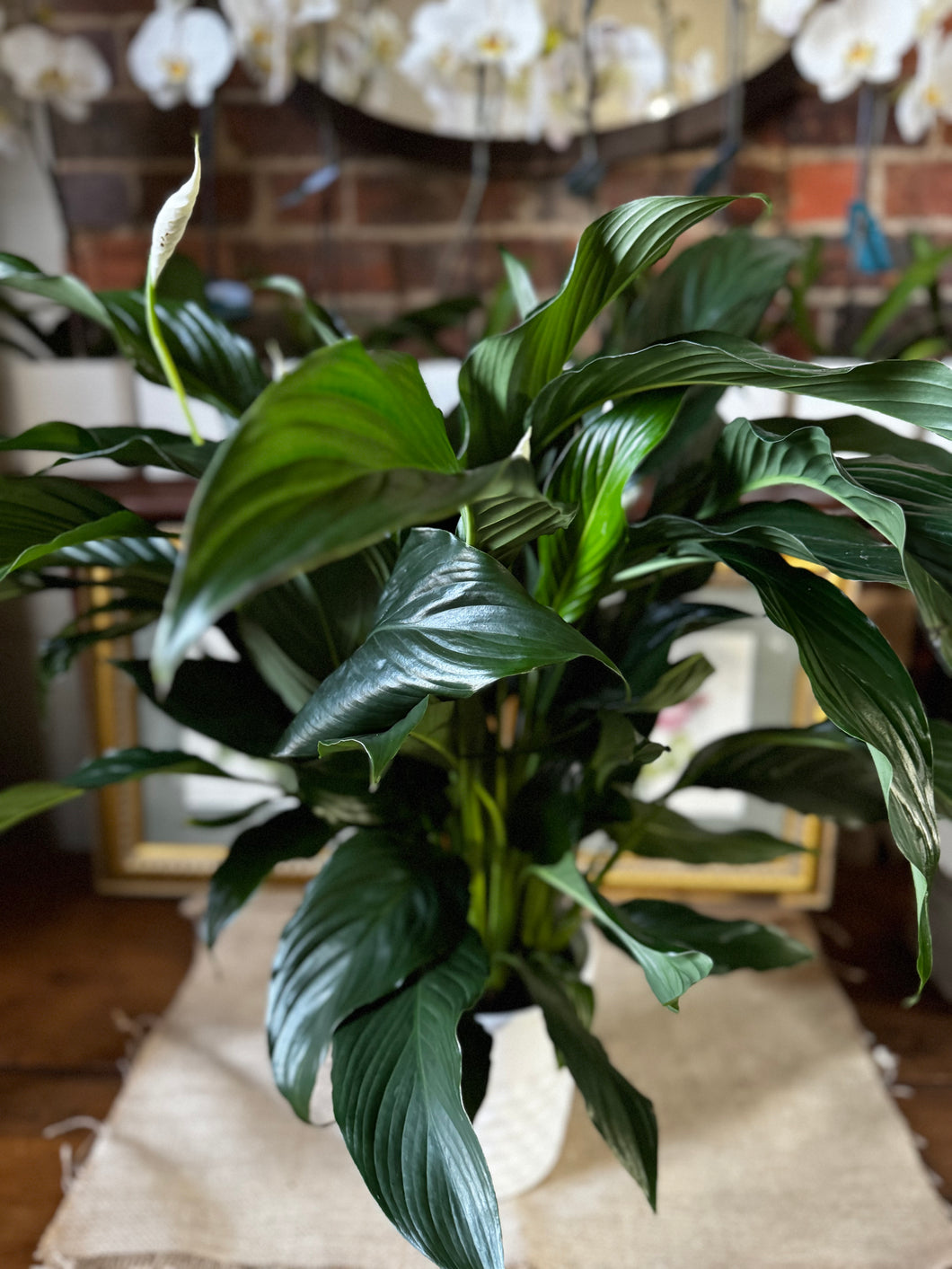 EXTRA LARGE PEACE LILY POT